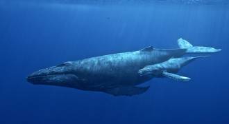Hihwnms   humpback and calf   permit14682 37906 26491391423
