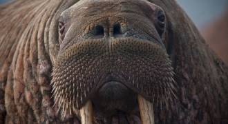 Walrus