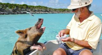 Pig Island