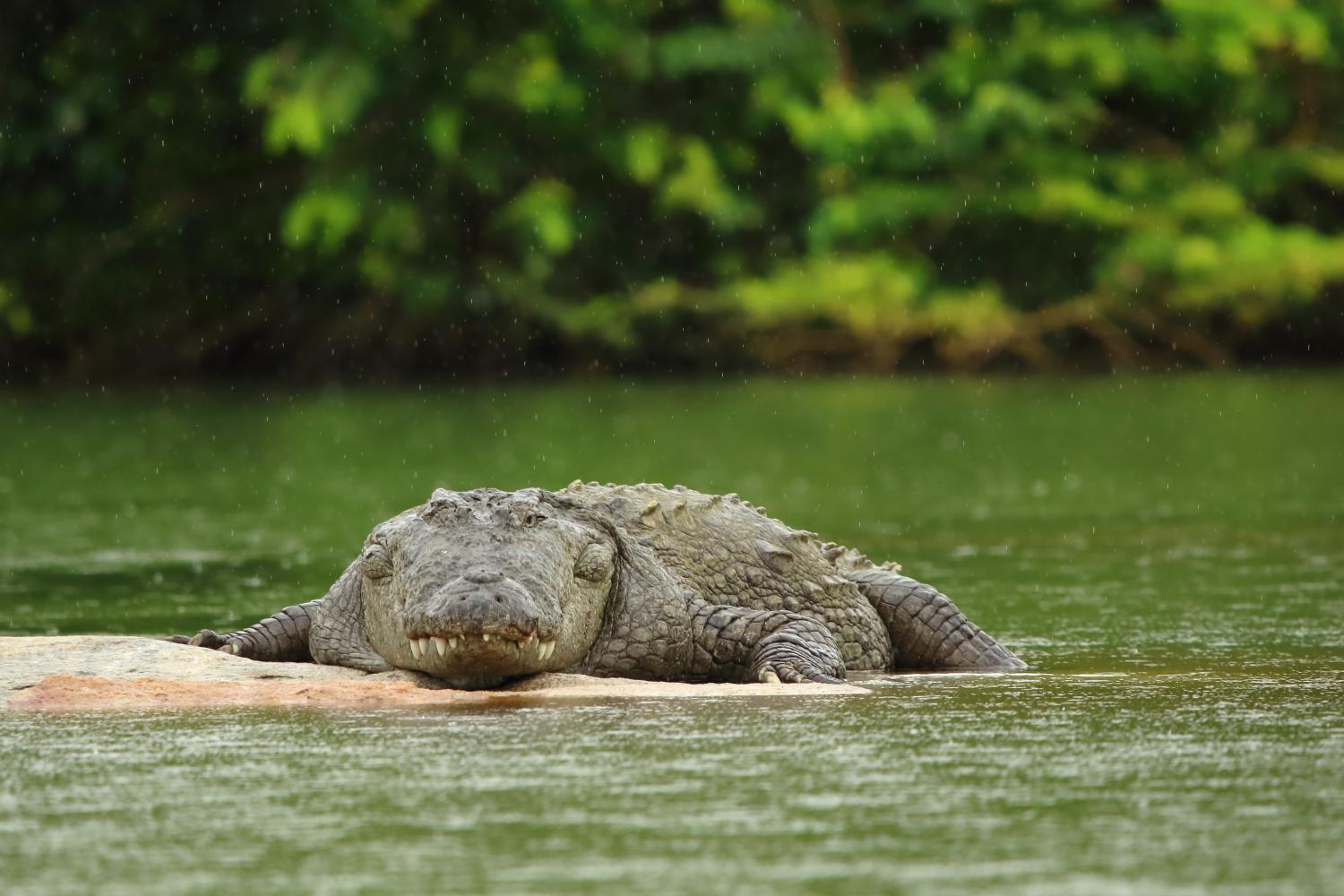 Zoutwaterkrokodil