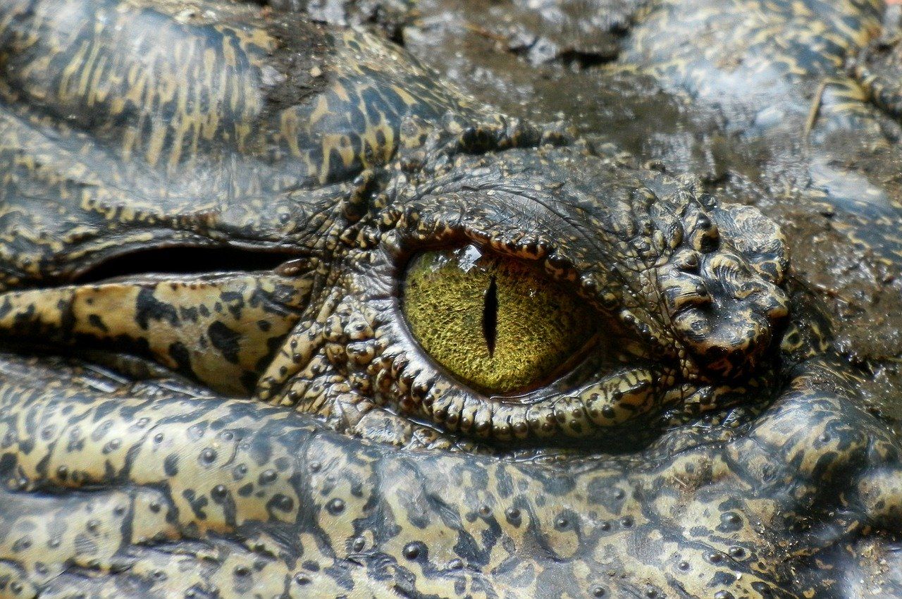 Oog van een zoutwaterkrokodil