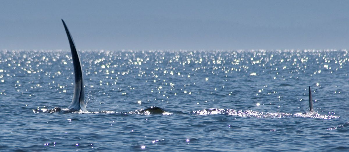 Verschil tussen de rugvin van een mannetje en een vrouwtjes orka