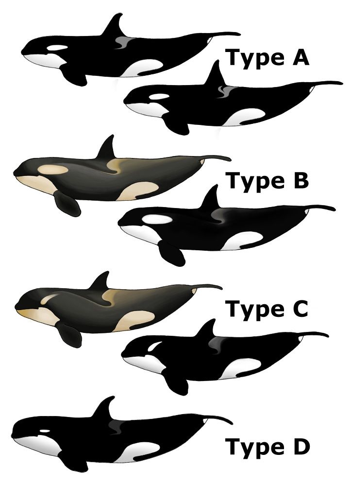 Verschillende soorten orka's | © albino.orca | wikiipedia