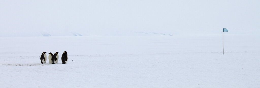 Pinguïns op Antarctica