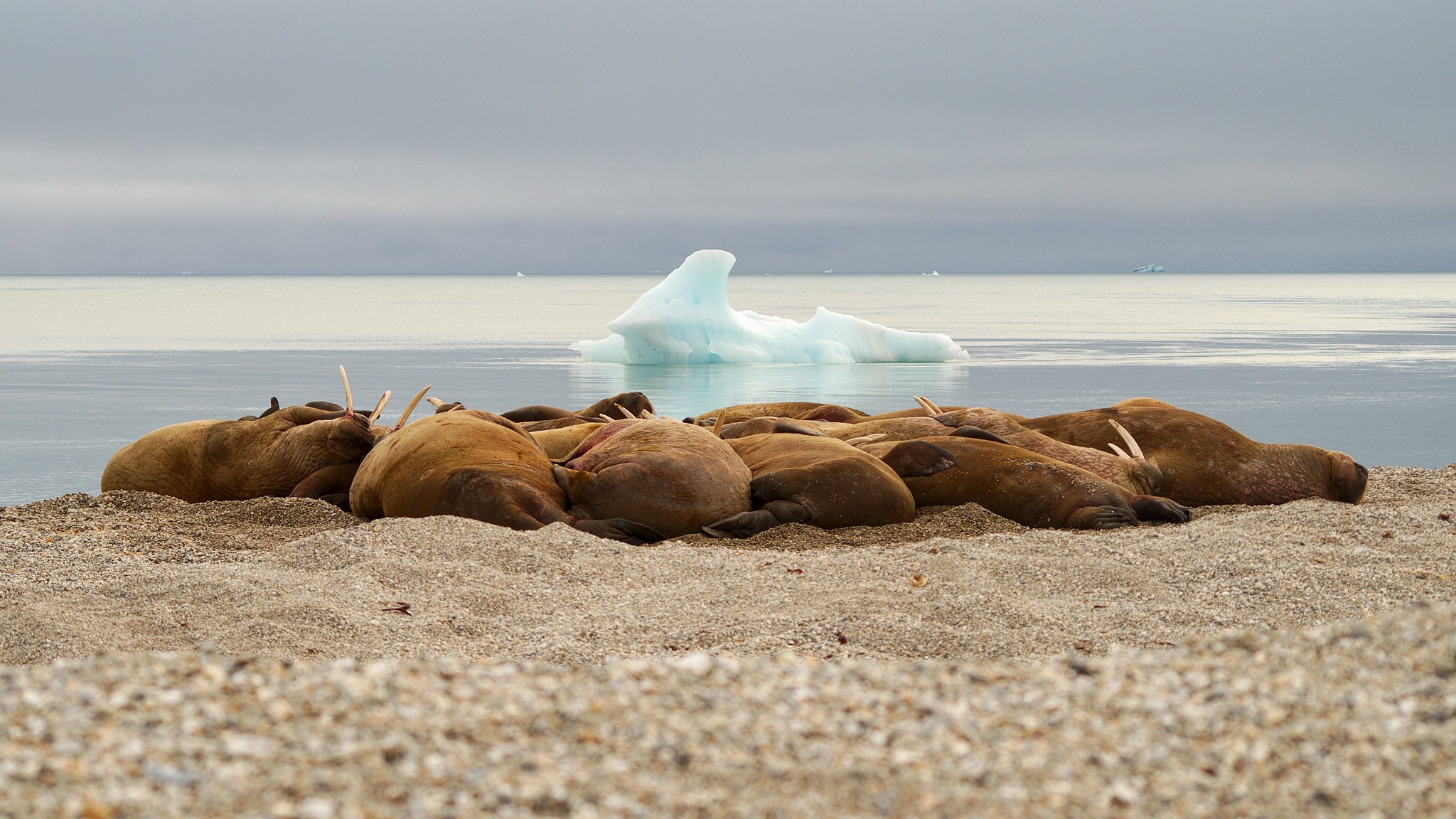 Walrussen Antarctica