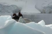 Krabbeneter Antarctica