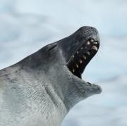 Krabbeneter Antarctica