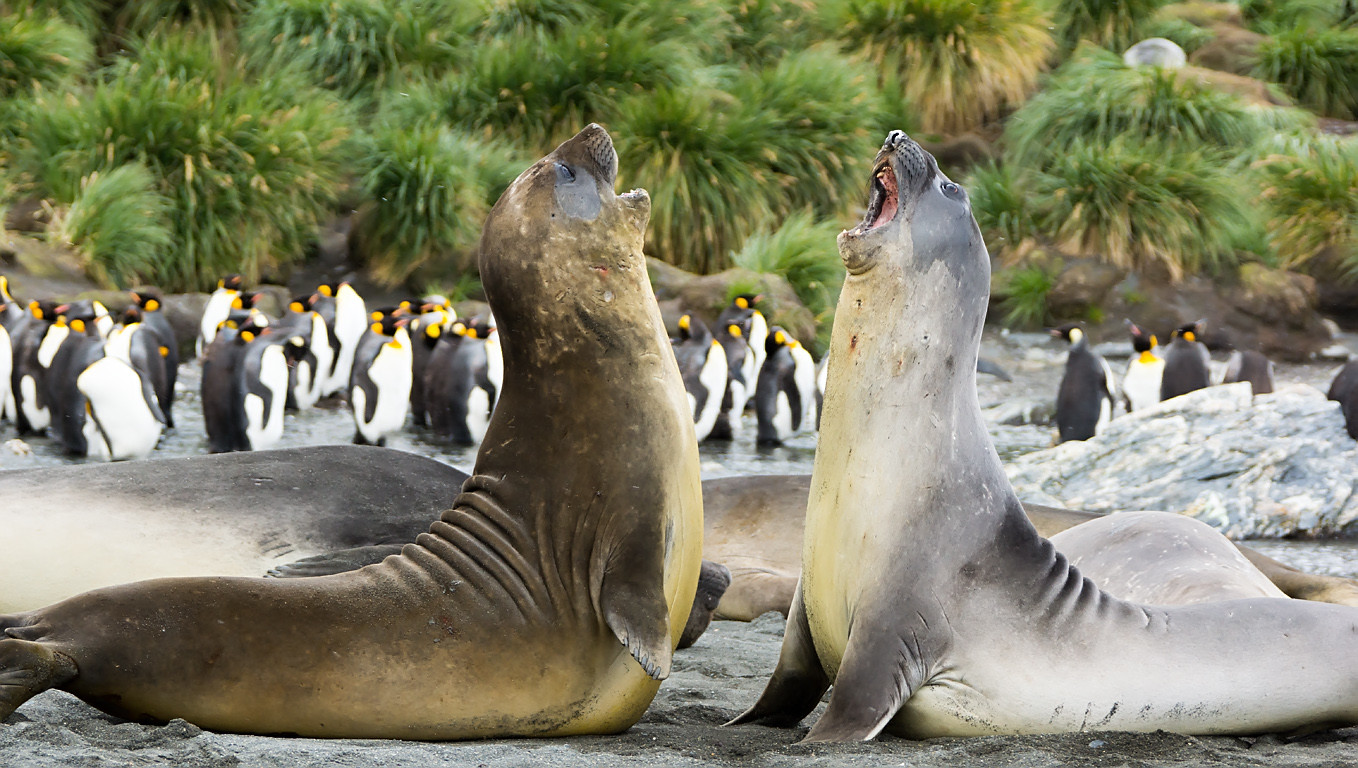 Vechtende Zuidelijke zeeolifantmannetjes © David Cook | Flickr