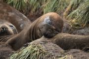 Zuidelijke zeeolifant bijt de buurvrouw