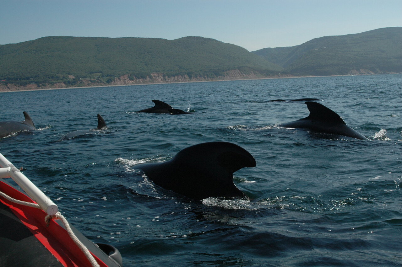 Een pod grienden in Nova Scotia