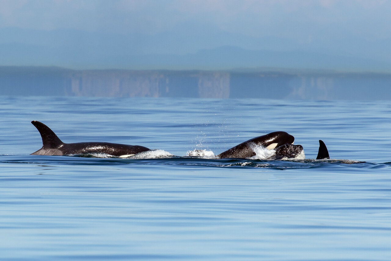 Een pod orka's bij de San Juan Eilanden  © Mick Thompson | Flickr