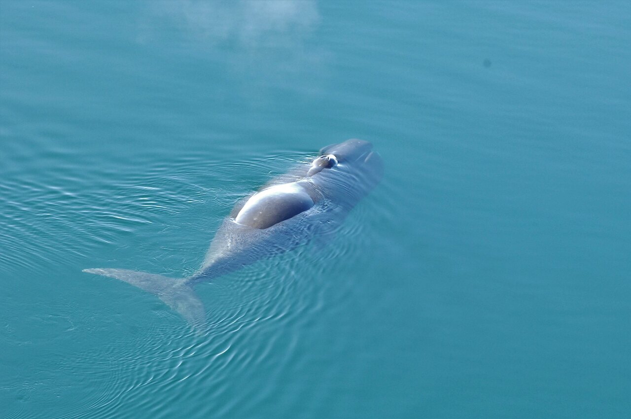 Een Groenlandse walvis duikt op in Fram Strait, in het noordwesten van Noorwegen.