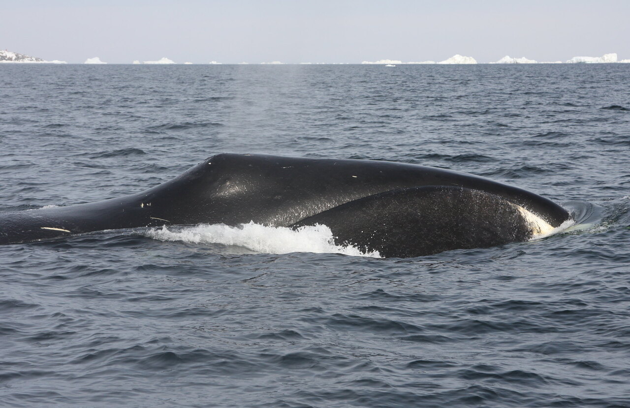 Een Groenlandse walvis duikt op in Fram Strait, in het noordwesten van Noorwegen.