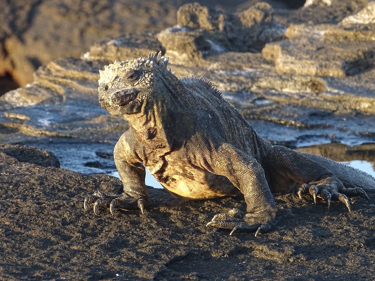 Zeeleguaan Galapagos