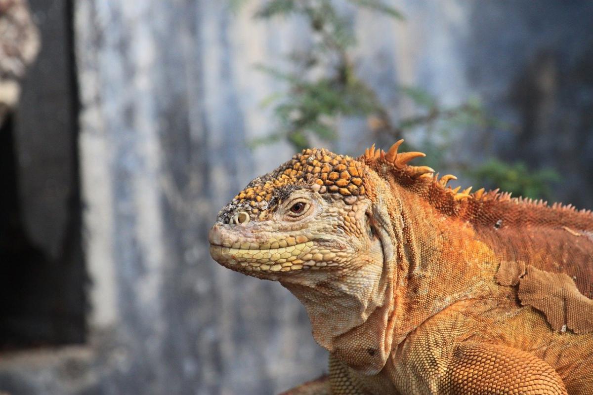 Zeeleguaan Galapagos