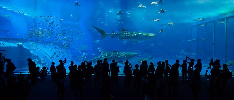 Churaumi Aquarium China 