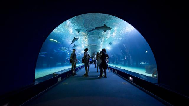 Oceanografic, Valencie - Spanje