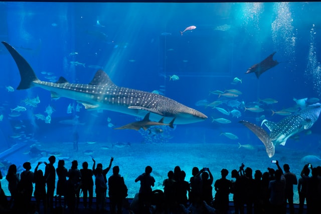 Okinawa Churaumi Aquarium China