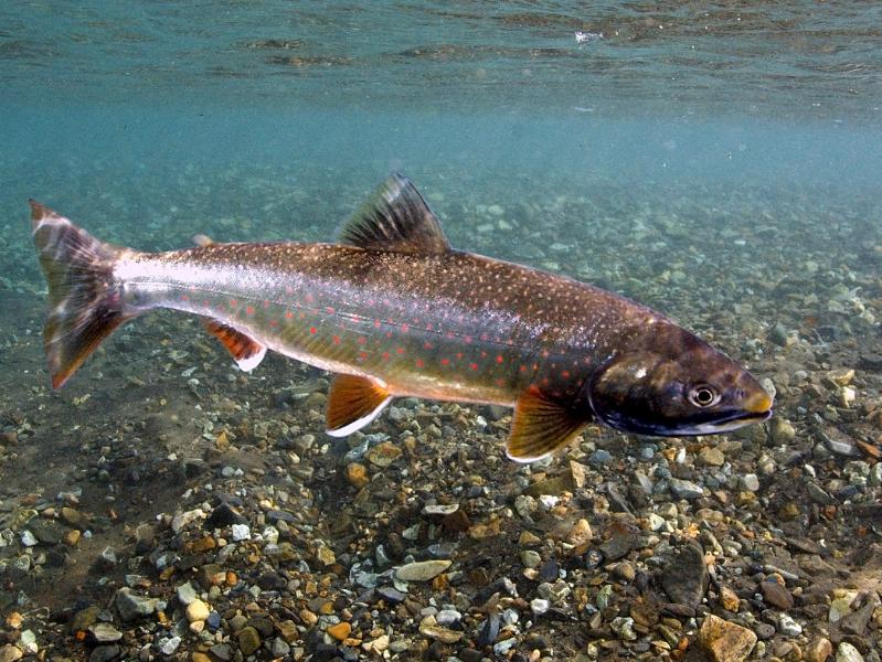 Dolly-Varden-Bering-Land-Bridge-National-Preserve