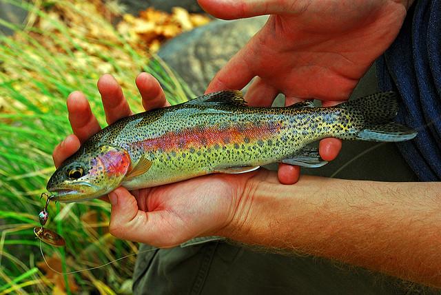 KernRiverRainbowTrout-DaveWiz84