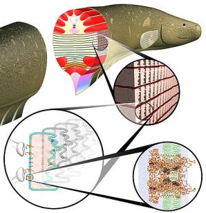 Sidderaal biotechnologie | systeembiologie Biotechnologysystemsbiologyartificialcells5940428301