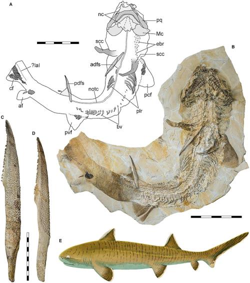 Asteracanthusimage