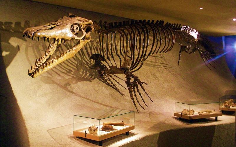 Mosasaurus Hoffmannii | Ghedoghedo