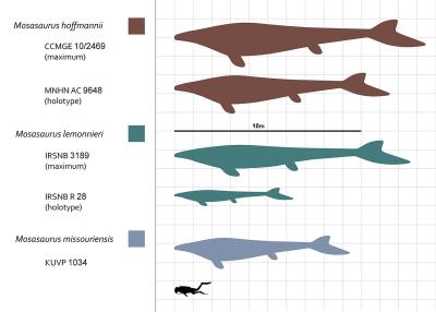 Macrophyseter-Mosasaurussppsizecomparison