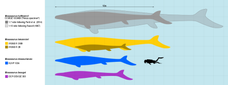 MosaScale-Slate-Weasel