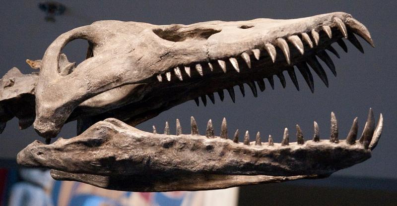 Plesiosaur skull | Roland Tanglao from Vancouver, Canada
