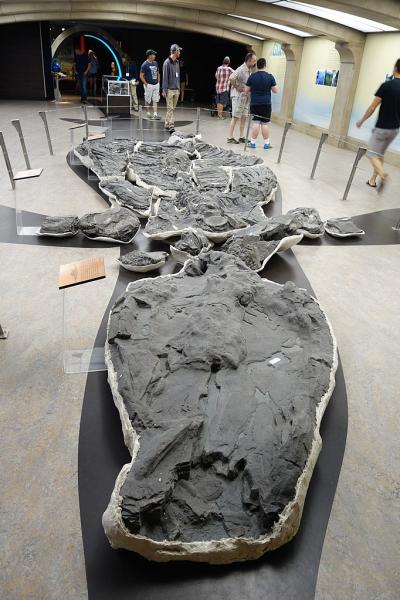 Etemenanki3 | Shonisaurus sikanniensis | Royal Tyrrell