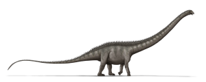 Supersaurus vivianae | LadyofHats | Wikipedia