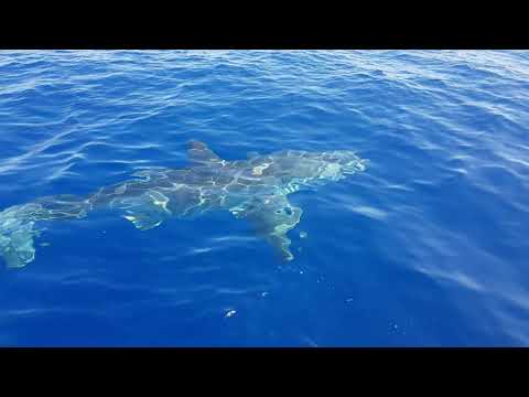 Witte haai zwemt naast boot aan de kust van Lampedusa, Italië