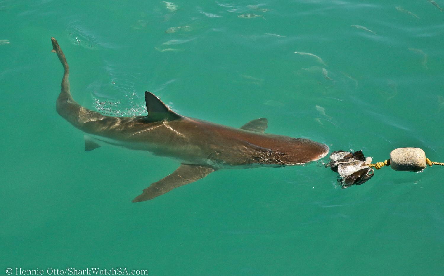 © Hennie Otto - Marine Dynamics Shark Tours - www.sharkwatchsa.com