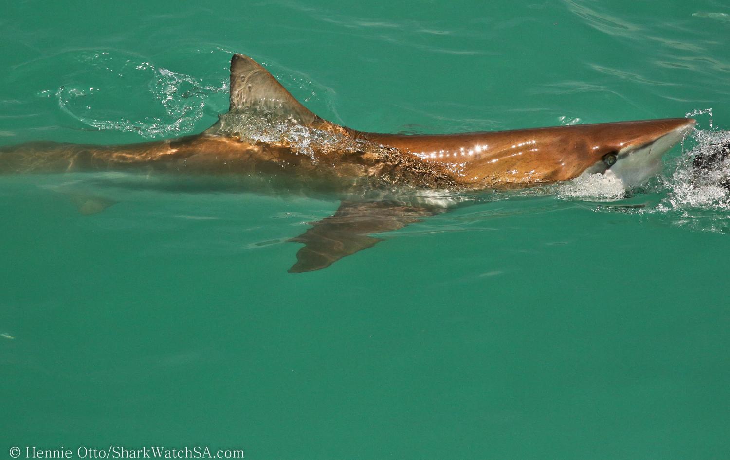 © Hennie Otto - Marine Dynamics Shark Tours - www.sharkwatchsa.com
