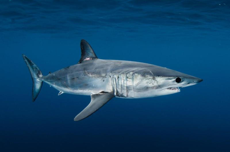 Makreelhaai - Wereld van de Haai AdobeStockmakreelhaai
