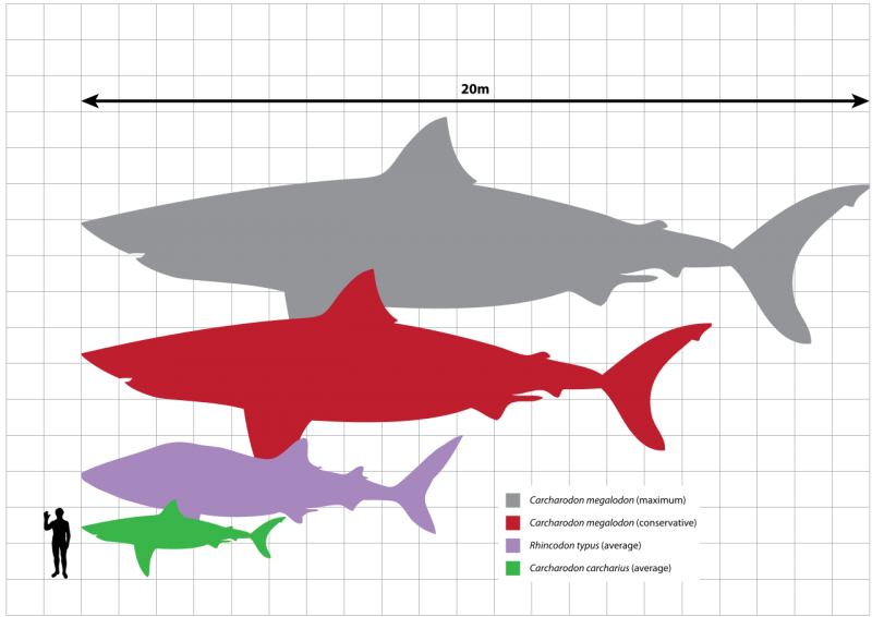 Schaal Megaladon