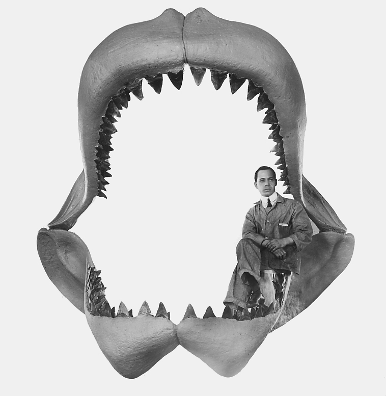 Carcharodonmegalodon