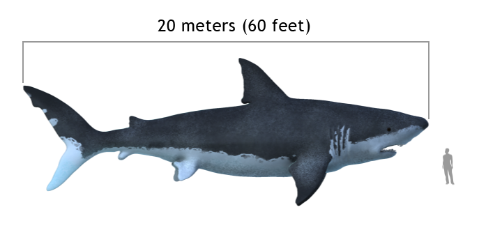 Schermafbeelding - Megaladon