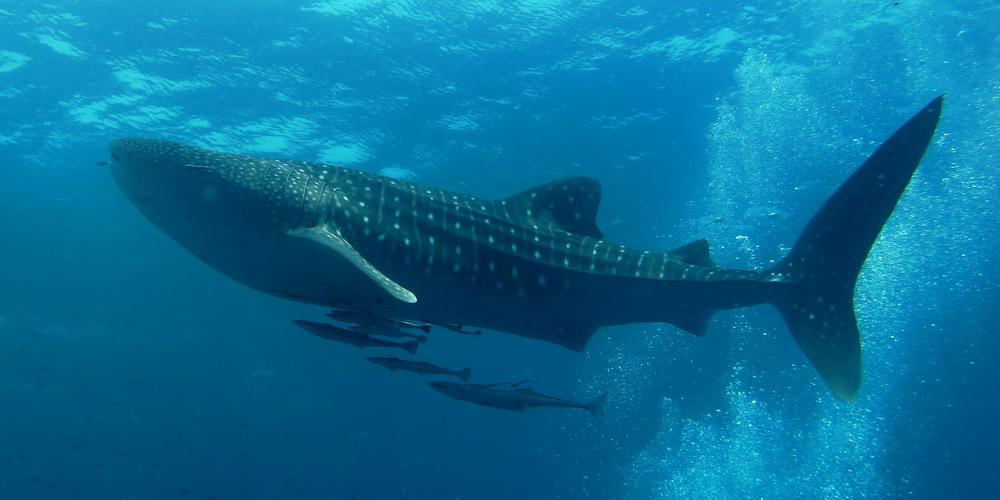 SimilanDiveCenter-greatwhaleshark