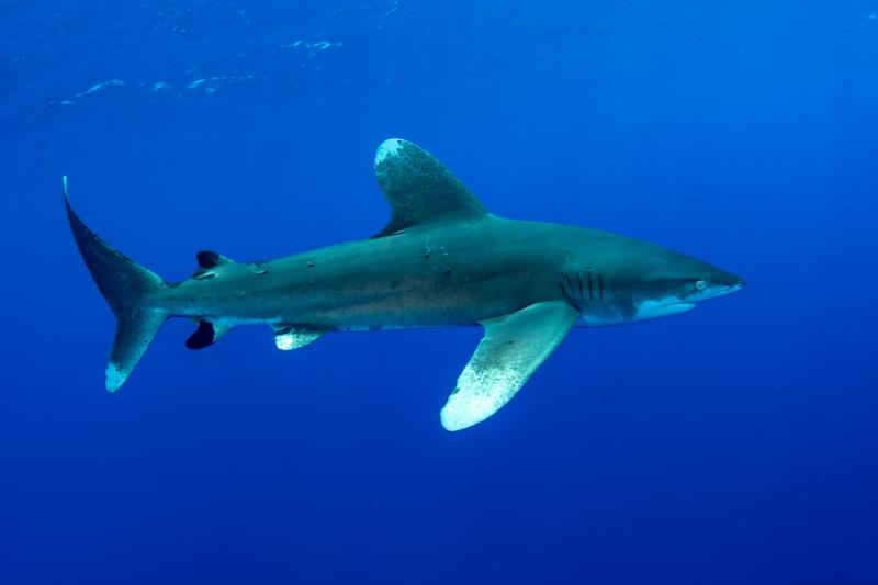 Witpunthaai AdobeStock298582021