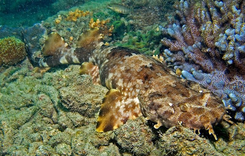 Orectolobusornatusgreatbarrierreef