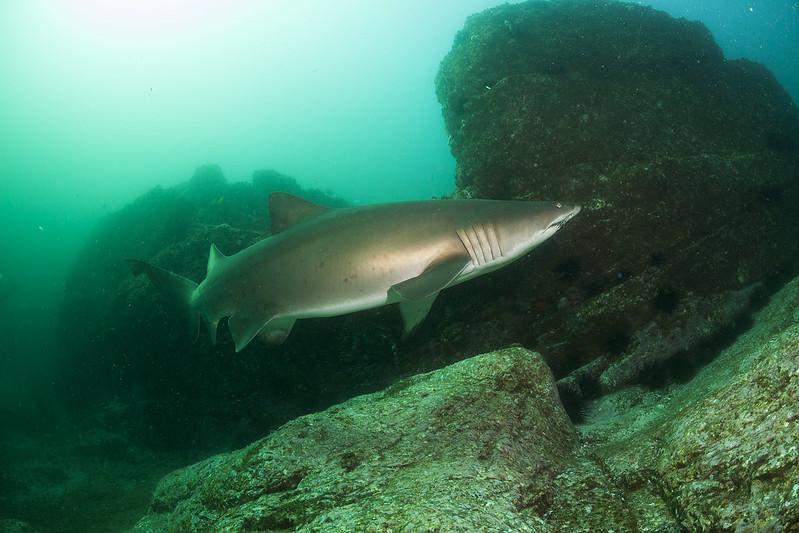 Zandtijgerhaai | ©️ Klaus Stiefel | Flickr Zandtijgerhaai | @ Klaus Stiefel | Flickr