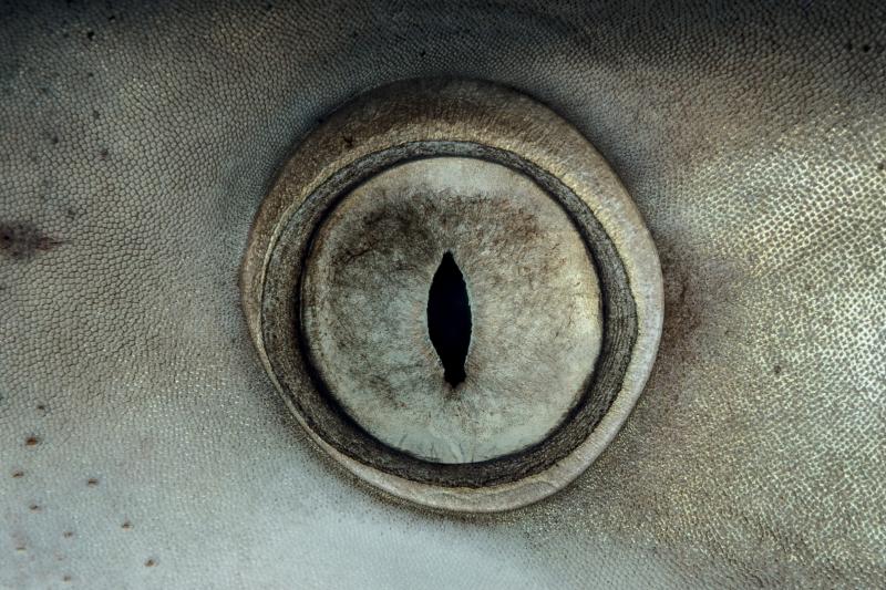 Haaienoog | Coral Reef Image Bank Sharks | © Hannes 