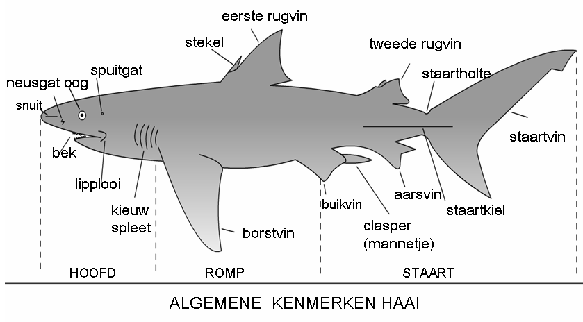 Haaien anatomie