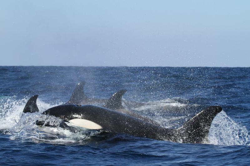 Orka's © NOAA