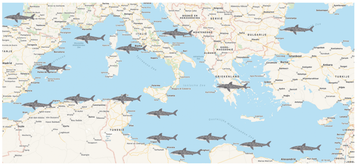 Schermafbeelding Haaien in de Middellandse Zee