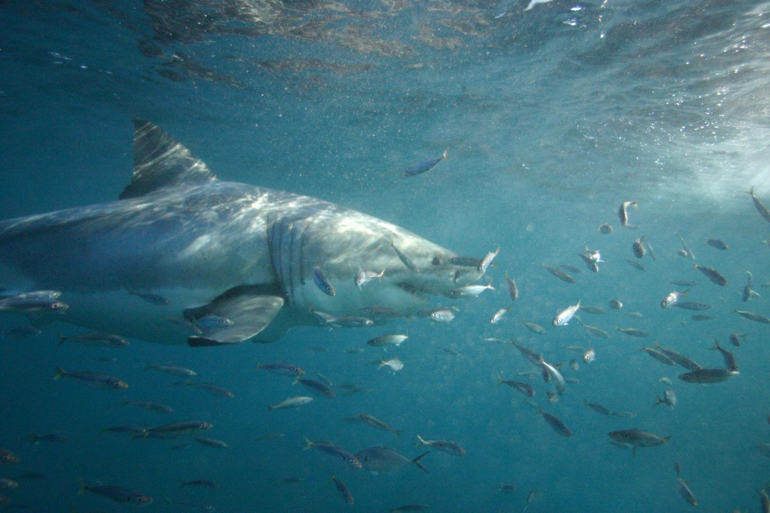 Witte haai | © Michael Fontenont | Flickr