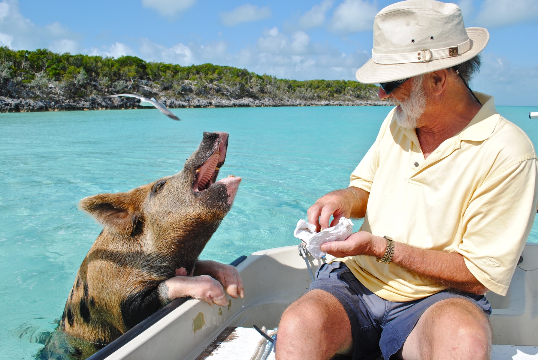 Zwemmende varkens Pig Island