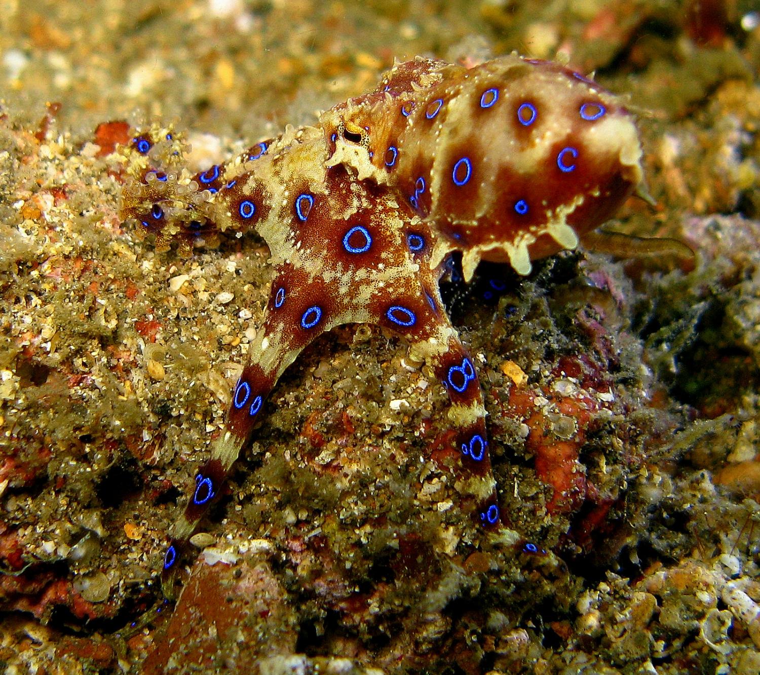 Blauwgeringde octopus © Steve Childs | Flickr